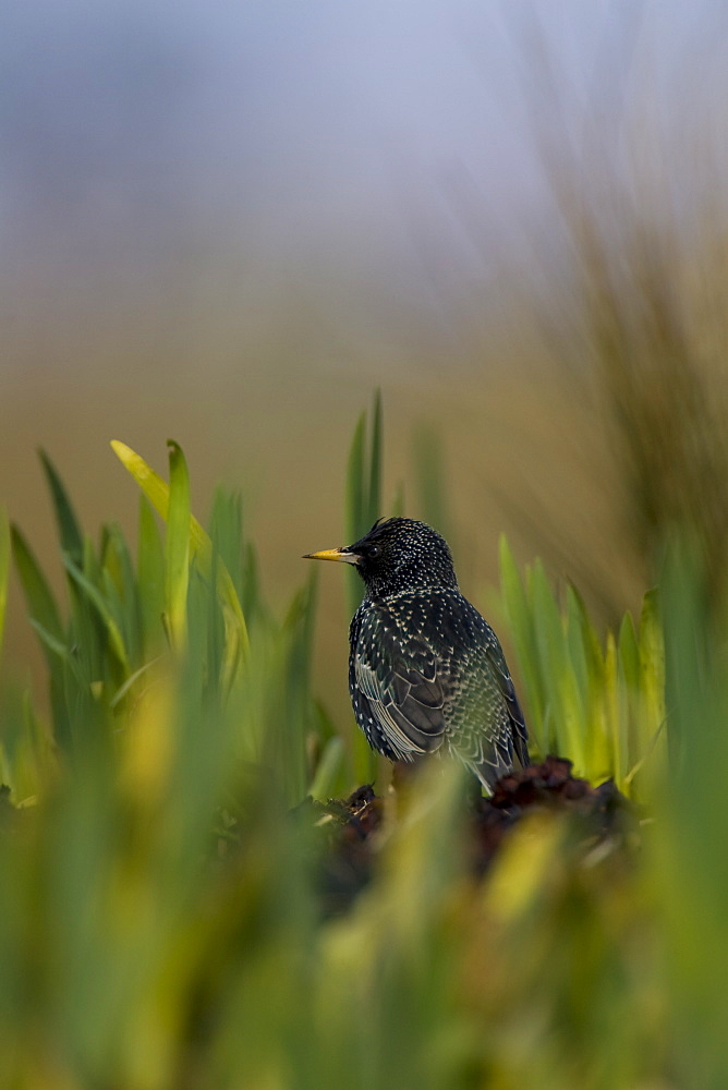 Starling (Sturnus vulgaris) standing on coastal grass in amongst new grown iris. Argyll and the Islands, Scotland, UK