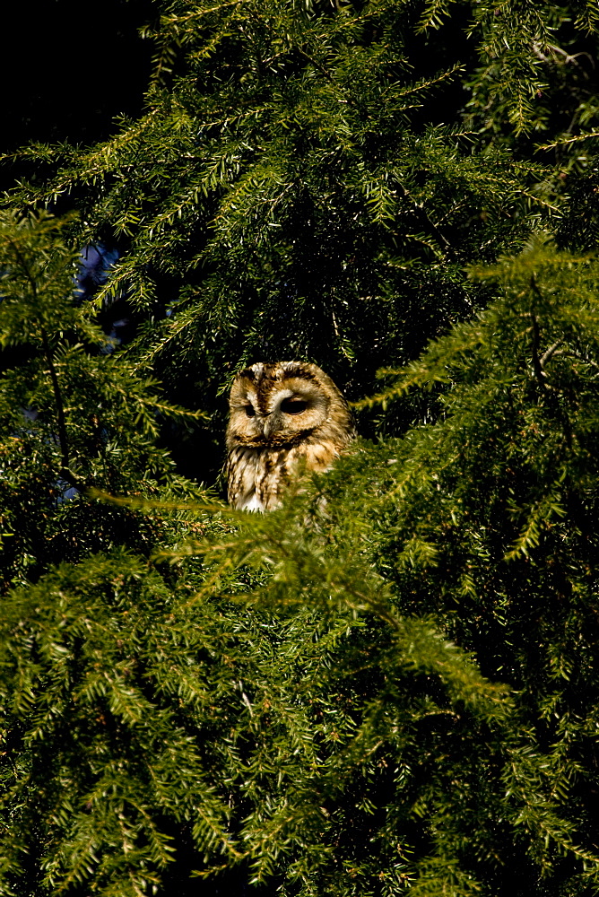 Tawny Owl (Strix aluco) perched in a pine tree. Loch Awe, nr Oban, Scotland, UK