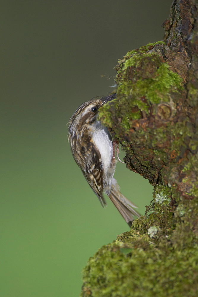 Treecreeper (Certhia familiaris) with insects in mouth about to feed  young. Nest located in a hole in the bark.. Argyll, Scotland, UK