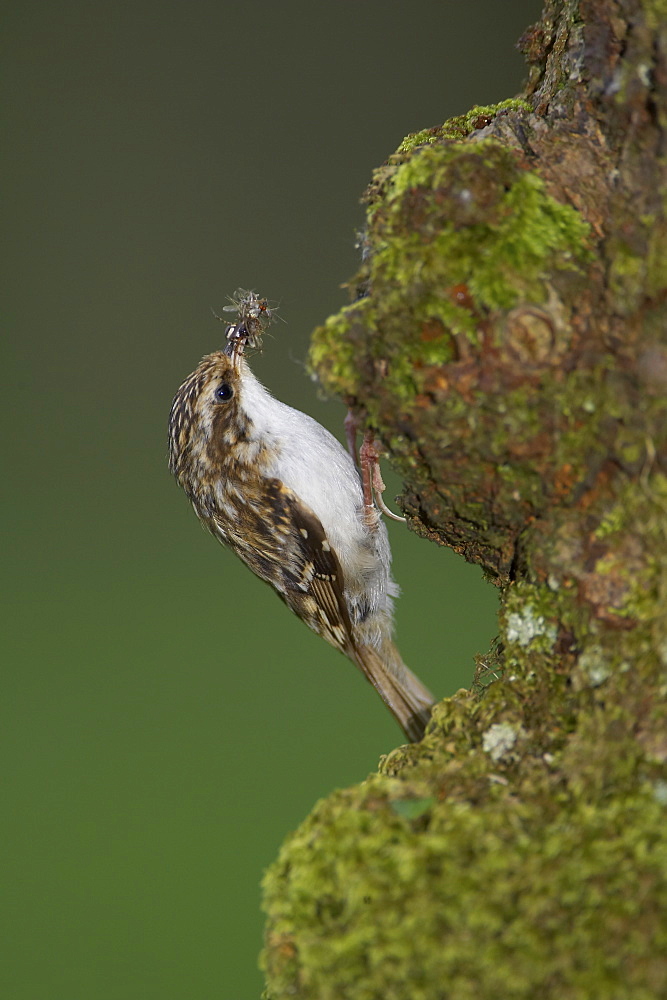 Treecreeper (Certhia familiaris) with insects in mouth about to feed  young. Nest located in a hole in the bark.. Argyll, Scotland, UK