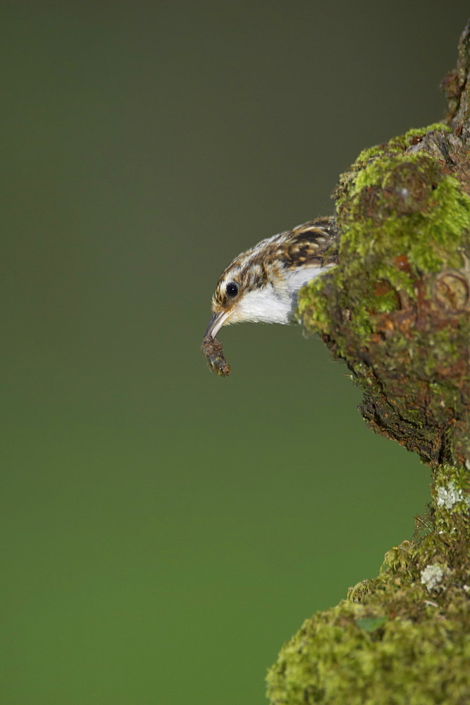 Treecreeper (Certhia familiaris) leaving nest in bark after feeding young still holding an insect. Argyll, Scotland, UK