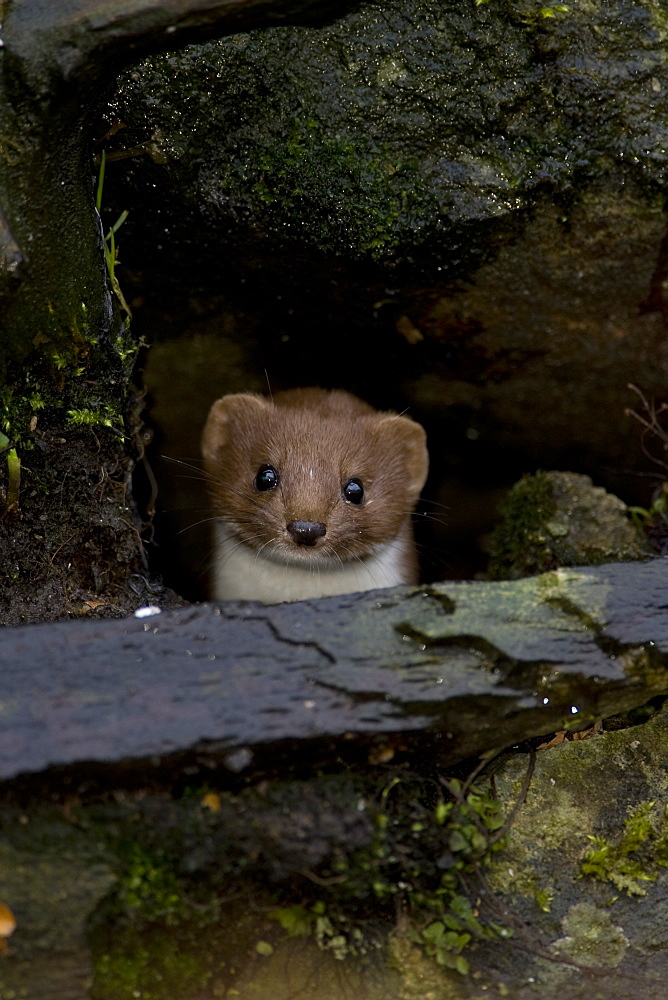 Weasel (Mustela nivalis) looking out a hole in an old wall. Loch Awe, nr Oban, Scotland, UK