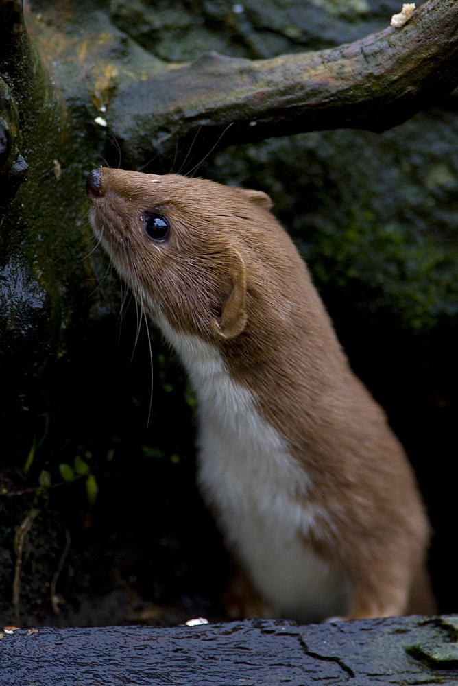 Weasel (Mustela nivalis) looking out a hole in an old wall. Loch Awe, nr Oban, Scotland, UK