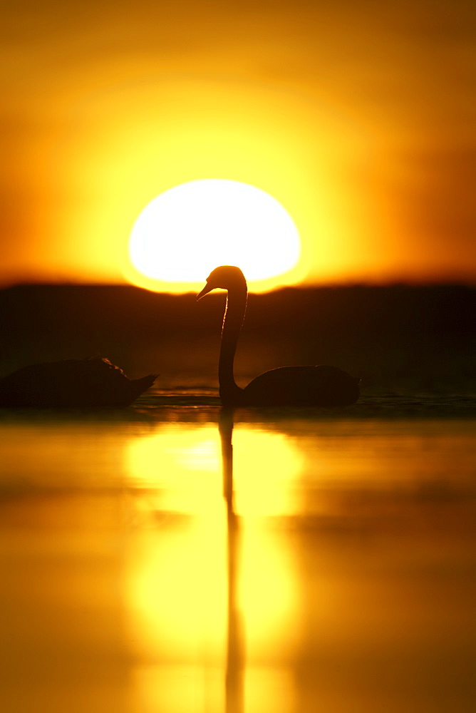 Mute Swan (Cygnus olor) silhouetted against rising sun Angus Scotland, UK