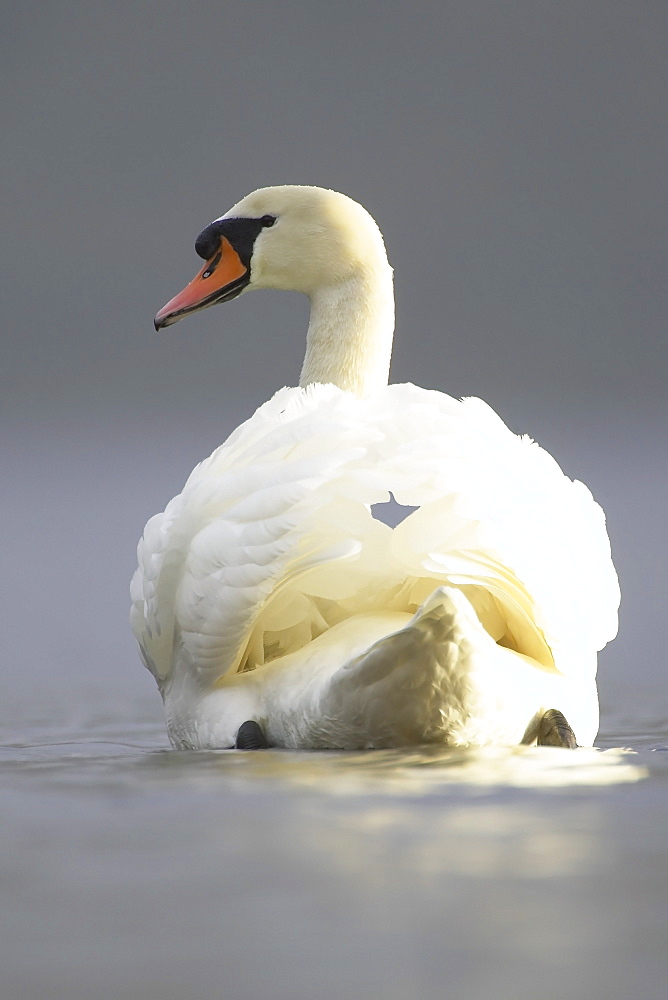 Mute Swan (Cygnus olor) portrait while swimming in fresh water Argyll Scotland, UK