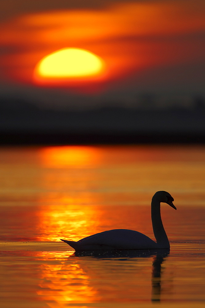 Mute Swan (Cygnus olor) silhouetted against rising sun Angus Scotland, UK