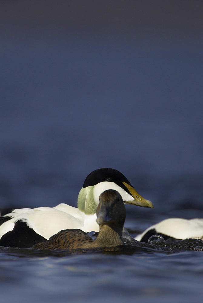 Eider duck (Somateria mollissima), male and female. Eider male and female interacting with each other in a winter raft. Demonstration of size difference between male and female.