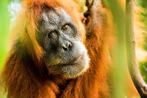Female Orangutan Sumatra (Pongo abelii), Indonesia, Southeast Asia