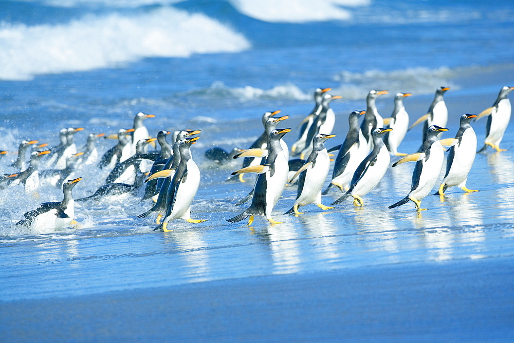 Gentoo penguins (Pygocelis papua papua) getting out of the water, Sea Lion Island, Falkland Islands, South Atlantic, South America
