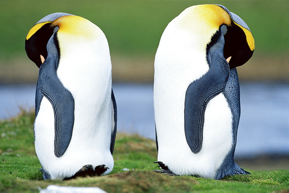 King penguins (Aptenodytes patagonicus) sleeping, Volunteer Point, East Falkland, Falkland Islands, South Atlantic, South America