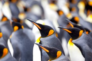 King penguin colony (Aptenodytes patagonicus), Gold Harbour, South Georgia, Antarctic, Polar Regions