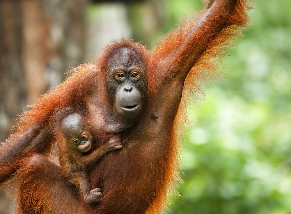 Wild Adult Female and Baby Orangutans (Pongo Pygmaeus). Endangered.   Sepilok Orangutan Rehabilitation Centre, Sandakan, Sabah, Malaysia