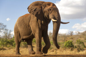 African elephant (Loxodonta africana) bull, Zimanga private game reserve, KwaZulu-Natal, South Africa