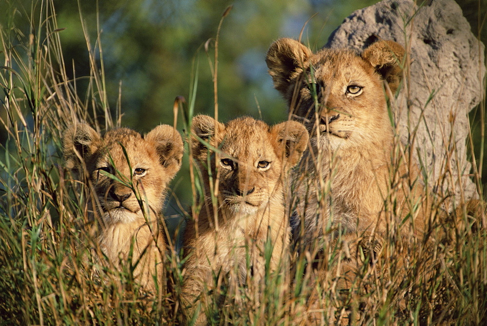 Lion cubs, Panthera leo, Kruger National Park, South Africa, Africa