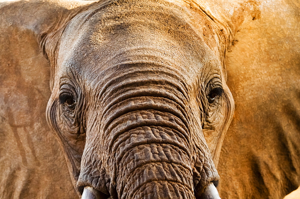 Elephant (Loxodonta africana), Taita Hills Wildlife Sanctuary, Kenya, East Africa