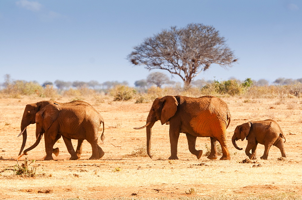 Elephants (Loxodonta africana), Tsavo East National Park, Kenya, East Africa