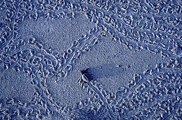 A baby Loggerhead turtle makes prints on sandy beach.