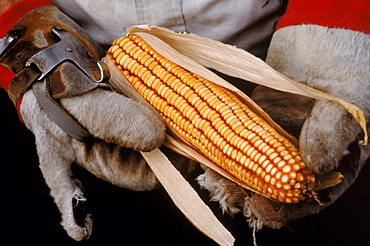 Corn husker, LaGrange, Indiana.