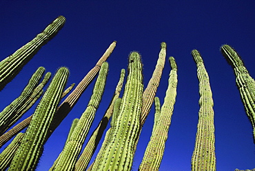 Tall cacti grow towards the sky in the Sonoran Desert, AZ.