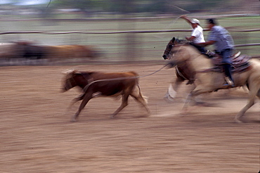 Calf roping event at a Navajo rodeo in Chinle, Arizona