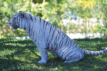 A white Bengal tiger at the Metro-Dade Zoo in Miami, Florida.