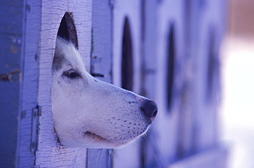 The parking lot at the Junior North American, International Federation of Sleddog Sports Junior World Championships in Fairbacks, Alaska is full of trucks with dog houses. Dogs that are either waiting to race, or have already raced, often poke their heads out to get some fresh air and look around.