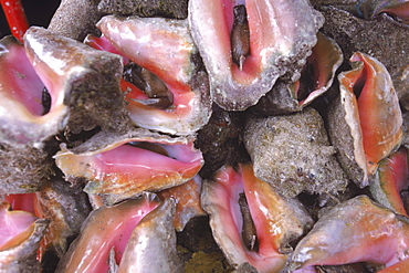Live Conch for sale on the streets of Nassau in the Bahamas. Conch, one of the most popular local foods in the Bahamas, is being severely overfished.