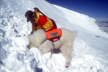 An avalanche rescue dog, trained to sniff out victims buried in avalanches, finds a buried practice victim buried in the snow on the slopes of Snowmass Ski Resort, near Aspen, Colorado