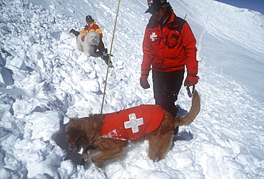 An avalanche rescue dog, trained to sniff out victims buried in avalanches, finds a buried practice victim buried in the snow on the slopes of Snowmass Ski Resort, near Aspen, Colorado