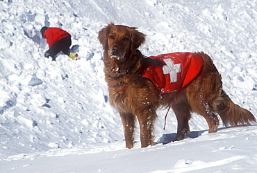 An avalanche rescue dog, trained to sniff out victims buried in avalanches, on the slopes of Snowmass Ski Resort, near Aspen, Colorado with his owner, handler digging in background.