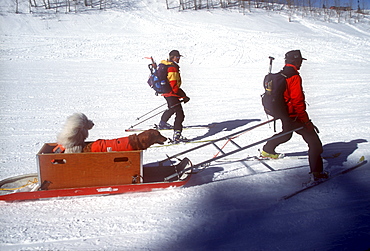 Avalanche rescue dogs, trained to sniff out victims buried in avalanches, are carried down the slopes of Snowmass Ski Resort, near Aspen, Colorado to avoid injury.