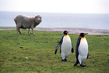 King penguins stroll past a grazing sheep at a rookery on the Falkland Islands.