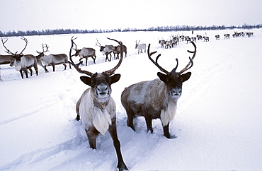 Reindeer owned by a Khanty herder, northwestern Siberia