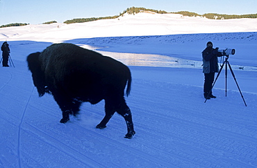 A bison bull strolls by a wildlife photographer on the road of the Hayden Valley, Yellowstone National Park.