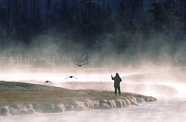 A fly fisherman on the Madison River in Yellowstone National Park.