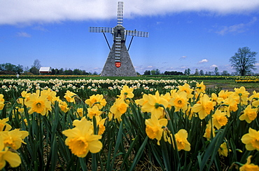 Holland, Michigan, Veldheers was founded in 1955 by Vernin Veldheer as a hobby with 100 red tulips and 300 white tulips. In 1997 Veldheers had planted over 4 million tulips, 500,000 Daffodils, 10,000 Hyacinths and 20,000 other spring flowers each year for the past decade.