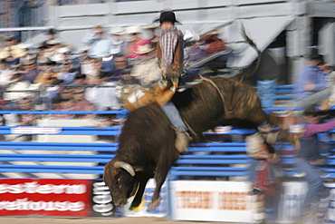 professional rodeo cowboys bull riding.