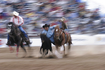 professional rodeo cowboys steer wrestling