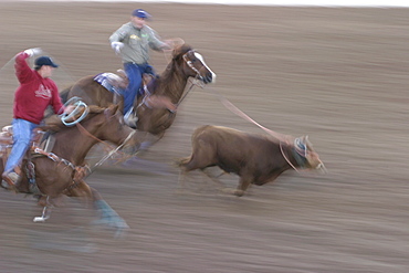 professional rodeo cowboys calf roping.