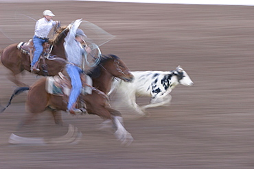 professional rodeo cowboys calf roping.