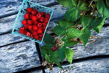 Fresh produce picked on the farm of Hispanic organic farmer, Estevan Arellano, Velarde, New Mexico