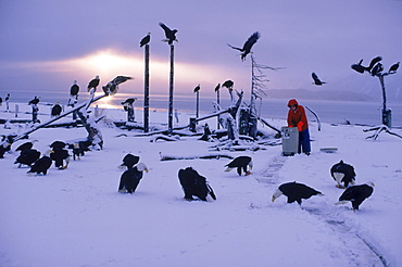 The Eagle Lady, 81-year old Jean Keene, attracts bald eagles (Haliaeetus leucocephalus) every winter morning regardless of weather with her banquet of surplus fish. Keene has fed a gathering of eagles at the Homer Spit Campground in Alaska every winter morning for 25 years. What started out as just 2 eagles eventually became 200 to 300 of the magnificent birds.