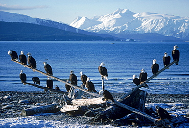 A council of eagles (Haliaeetus leucocephalus) perches on driftwood along the pebbly shore of Alaska's Kachemak Bay.