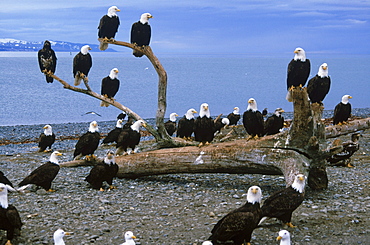 A council of eagles (Haliaeetus leucocephalus) perches on driftwood along the pebbly shore of Alaska's Kachemak Bay.