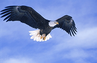 A bald eagle (Haliaeetus leucocephalus) in flight.