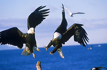 A pair of bald eagles (Haliaeetus leucocephalus) jousts for a favorite driftwood perch on the Homer Spit. Kenai Peninsula, Alaska. Kachemak Bay in background.