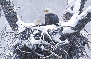 A mated pair of eagles (Haliaeetus leucocephalus) shares egg inubation duties during an early spring snowstorm in Alaska.