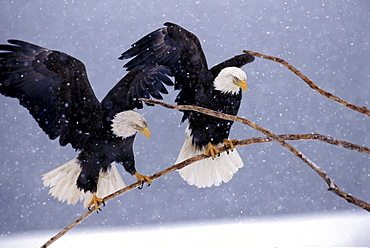 A pair of bald eagles flutters to balance on a branch during an snowstorm on Alaska's Homer Spit.