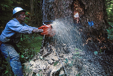 Timber sale, Powers district, Siskiyou National Forest, OR. Head feller Terry K. Blair cutting down a 4ft. 7 in. diameter Douglas Fir tree.