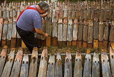 Putting nutria skins, stretched on planks, out to dry in the sun. Golden Meadow, Louisiana